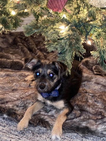 Border Terrier – Male Border Terrier Puppy