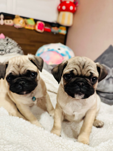 Pug – Pugs
