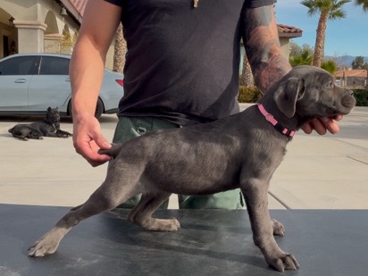 Cane Corso – cane corso AKC ICCF