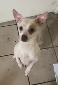 Chihuahua – Mr.Otis