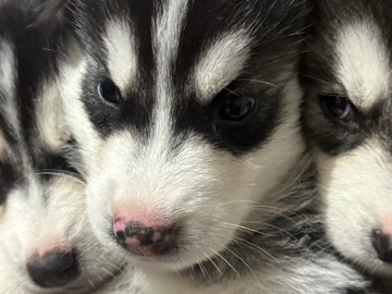 Siberian Husky – male husky – Uhland