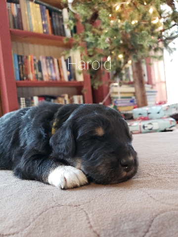 Australian Shepherd – Aussiedoodle Puppy