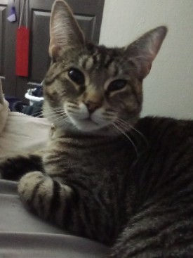 1 black male 1 grey tabby male