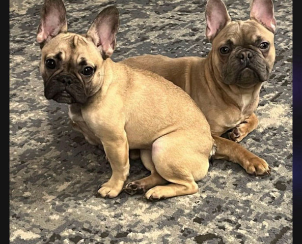 French Bulldog – Akc registered red fawn female french bulldog