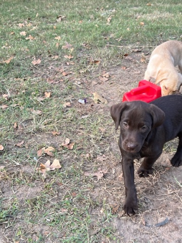 Labrador Retriever – sell