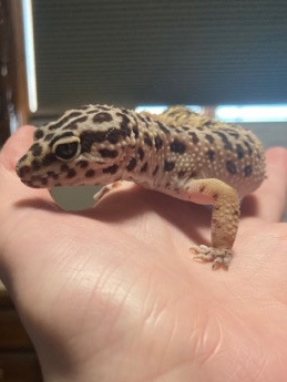 Leopard Gecko Needs A Home