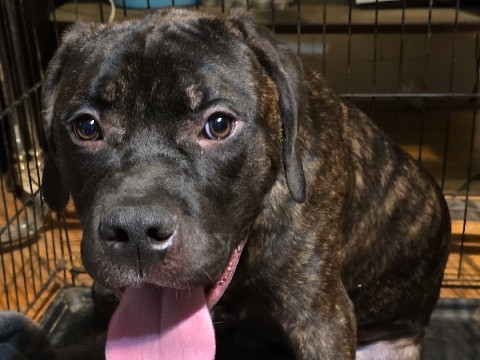 Cane Corso – cane corso pups – Houston