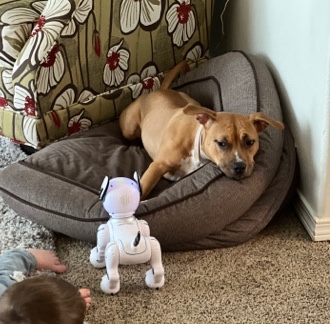 Purebreed Pit