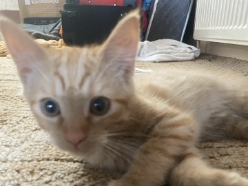 FREE KITTYS – Swindon