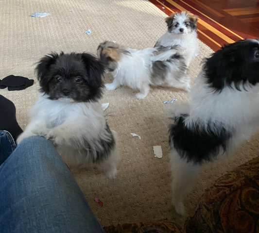 Pomeranian – Pomeranian/Shih Tzu