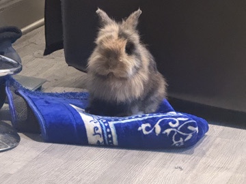 Lionhead – cute bunny – Philadelphia