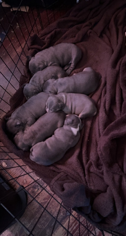 American bully puppies for sale