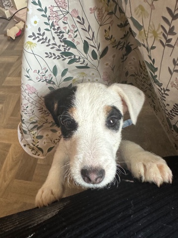 Parson Russell Terrier – parson Russell terrier open too offers