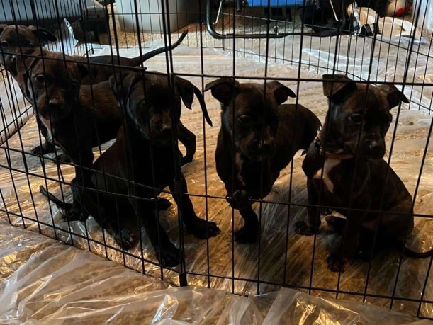 Rottweiler – rottweiler mix – Adena