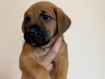 Mixed Breed – Golden retriever/Boxer – Bonney Lake