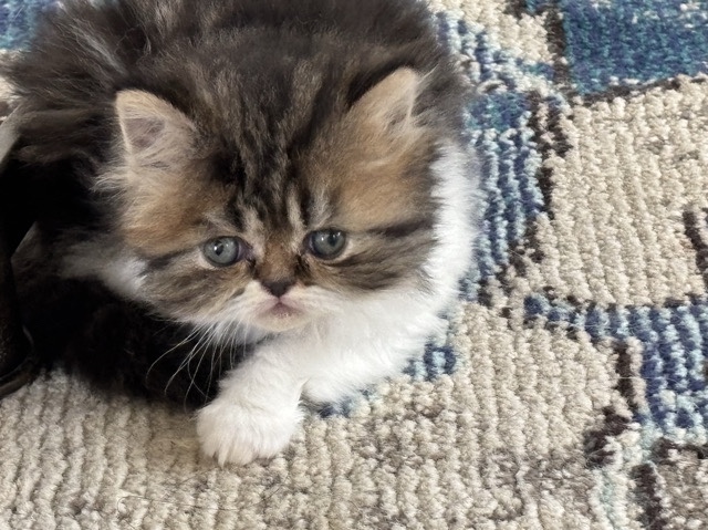 Persian (Traditional) – Persian kittens – Denton