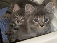 Kitty! – Maryville