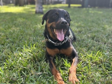 Rottweiler – Rehoming Rottie – Sunny Isles Beach