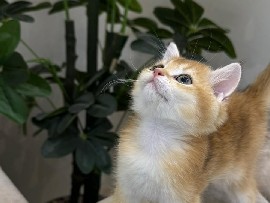 سكوتش ستريت