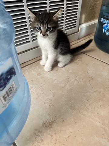 cute cats
