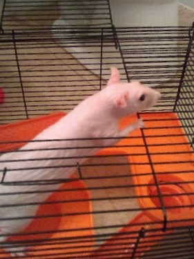Any – Rat for sale