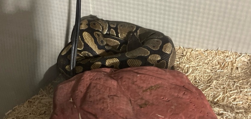 Ball Python