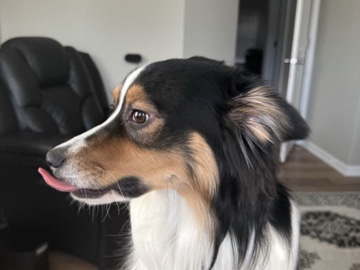 Kylo: Rehoming our Australian Shepherd