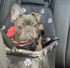 French Bulldog – Need New Home for Hela the One Eared Frenchie