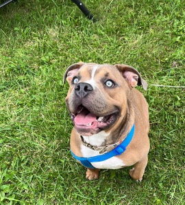 Abr American bully