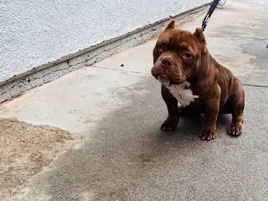American Bulldog - American micro bully available for adoption in Los Angeles