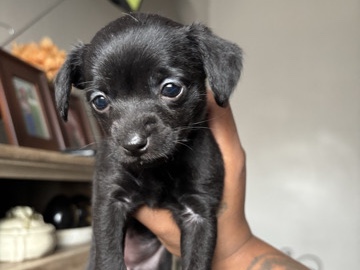 Chihuahua – CHIHUAHUA PUPPIES FOR SALE – Detroit