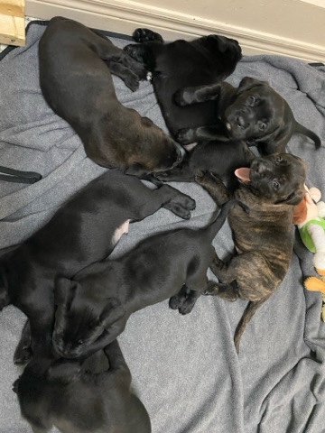 Cane Corso – puppies