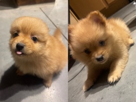 Pomeranian – TEDDY POMERANIAN PUPPY – Minneapolis