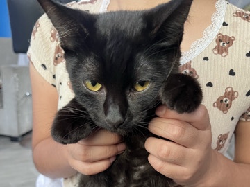 American Shorthair – Ceilo Needs a home and Vaccination – Lakewood