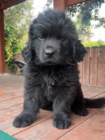 Newfoundland – new foundland pupp