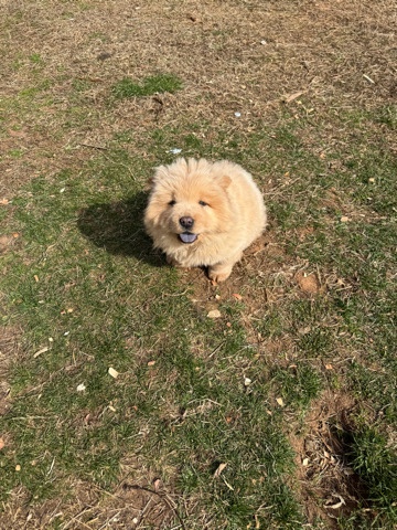 chow chow puppy