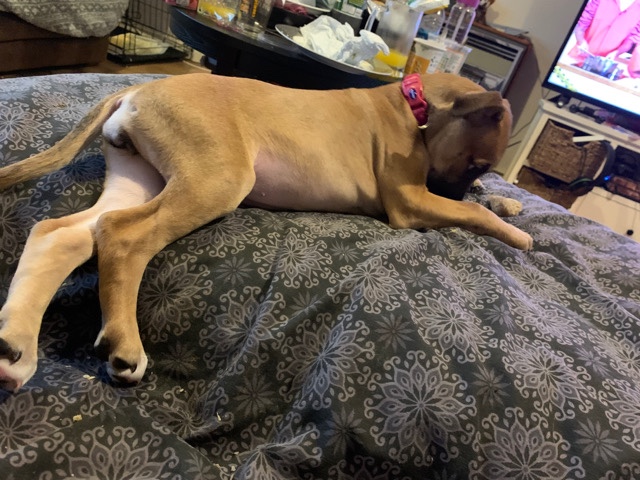 Staffordshire Bull Terrier – Staffordshire bull terrier