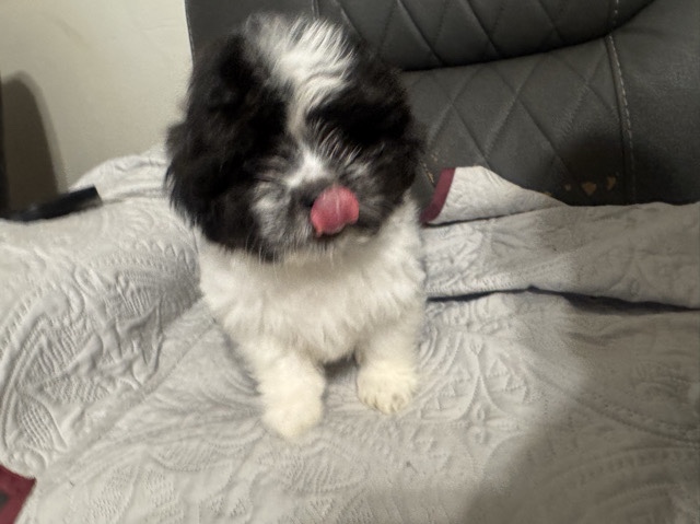 Maltese – puppy for sale – Stockbridge