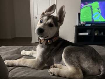 Siberian Husky – meet Balto! – Conroe