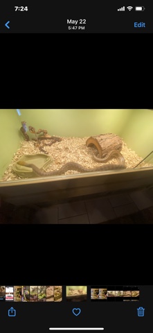 snake