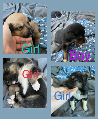 King Shepherd – Puppies!