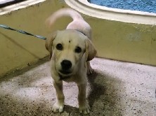 Labrador Retriever – Male Labrador Puppy for Sale – Vaccinated – Healthy & Playful – Chennai