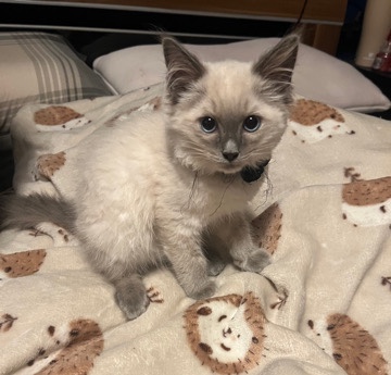 Ragdoll – 3 months old ragdoll kittens