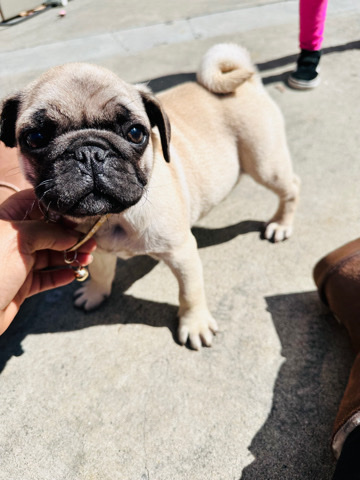 Pug – male 10wks PUG
