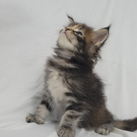 Maine Coon – Mainecoon