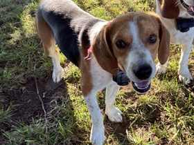 Beagle – Beagle Pup Needs A New Home – Mount Orab