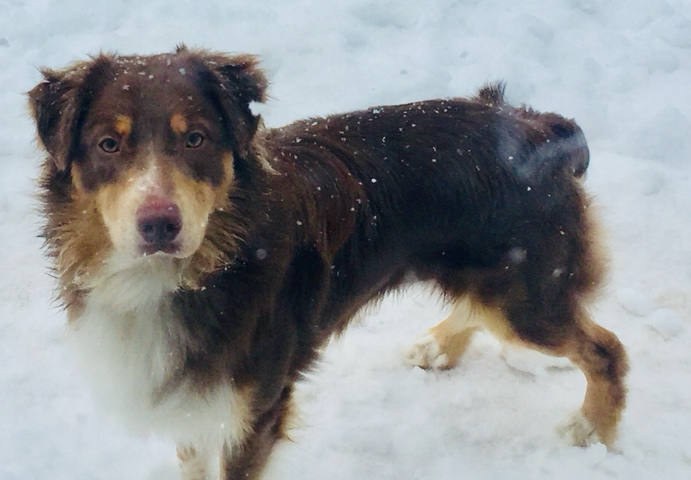 Australian Shepherd – Intact male standard Australian Shepherd