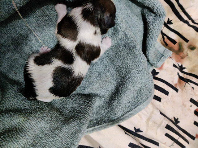 Shih Tzu – Shihtzu puppies for sale