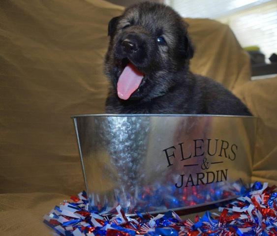 German Shepherd – Sable German Shepherd Puppies