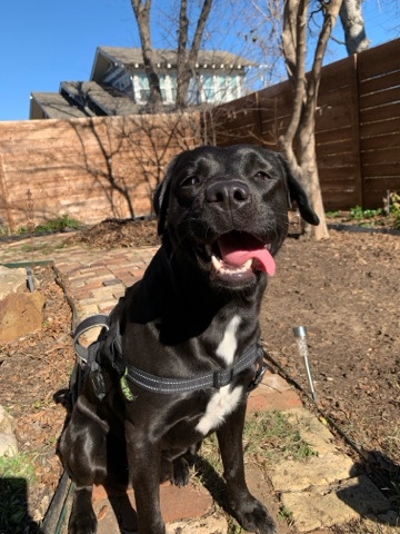Labrador Retriever – black Labrador Finn